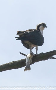 osprey with fish on branch 