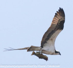 osprey in flight with fish in talon 