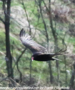turkey vulture in flight 