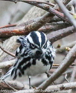 black and white warbler 