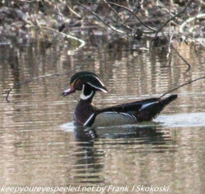 wood duck on pond 