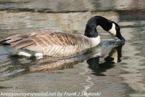 Canada goose swimming on canal