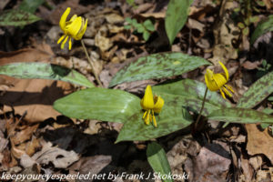 trout lilies in bloom 