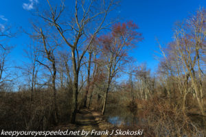 leafless trees and blue sky on trail