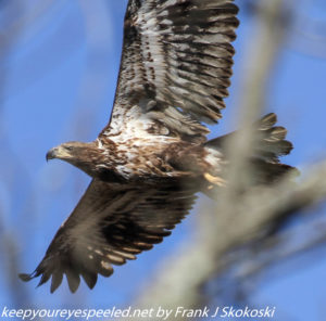 immature bald eagle in flight 