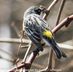 yellow rumped warbler on tree 