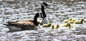 geese with goslings 