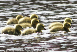 goslings on lake 