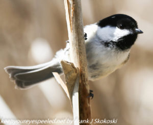 black-capped chickadee on cattail 