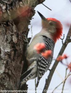 red bellied woodpecker in tree 