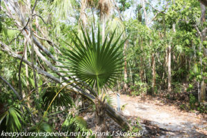 palm fronds on trail 