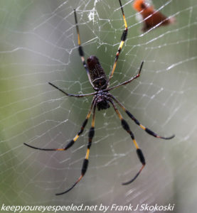 spider on web 