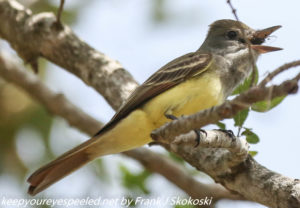 flycatcher eating insect 