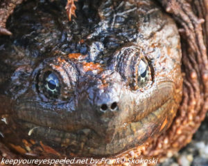 close up snapping turtle