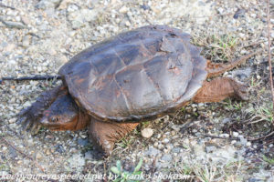snapping turtle on trail 