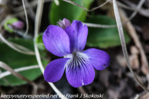 blue wild flower 