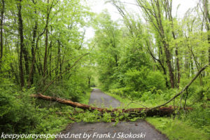 fallen tree on road 