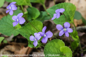 blue violet like flowers