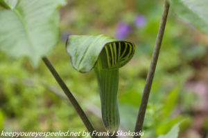 jack in the pulpit 