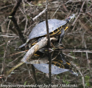 turtle on log 