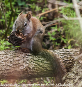 red squirrel eating black walnut