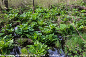 skunk cabbage in wetlands 