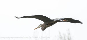 great blue heron in flight 