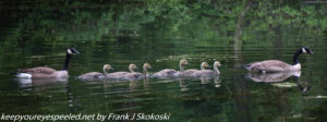 geese with goslings on lake 