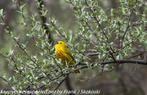 yellow warbler in tree 