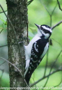 downy woodpecker? 
