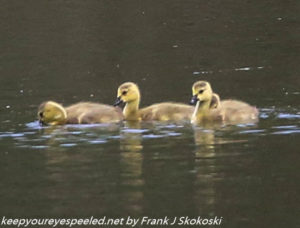 three goslings swimming on lake