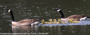 geese and goslings on lake 