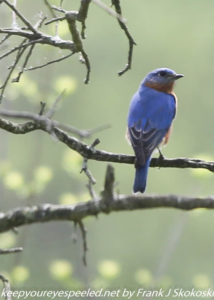 bluebird on perch