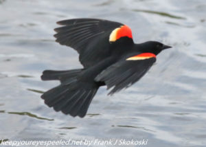 red winged blackbird in flight 