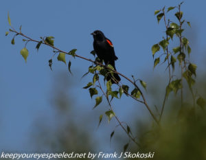 red winged blackbird in tree 