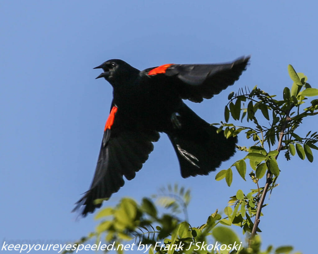 Red winged black bird (13 of 16)