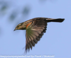 female red-winged blackbird in flight 