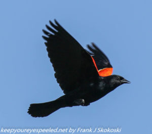 red-winged black bird in flight 
