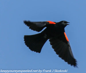 red-winged blackbird in flight 