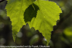 birch leaves up close 