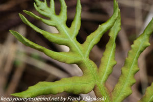 close up of fern 