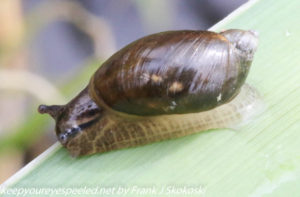 snail on cattail frond 