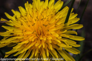 dandelion close up 