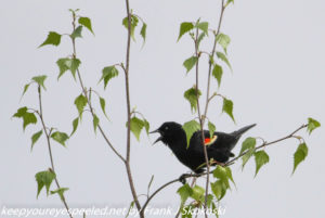 male red winged blackbird 