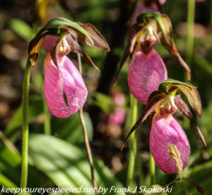 lady slipper orchid or duck flower
