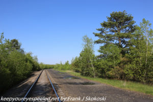 tree along railroad tracks 
