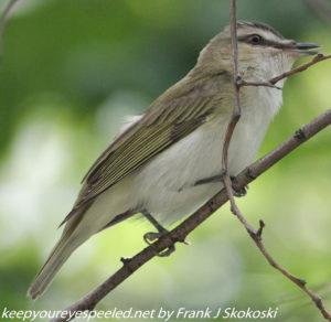 red eyed vireo 