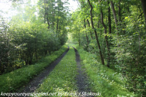 woodland trail 