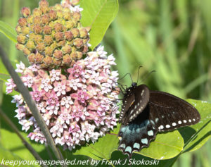 Butterfly in milkweed