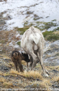 nother riendeer and new born calf
